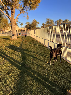 Mulligan Dog Park